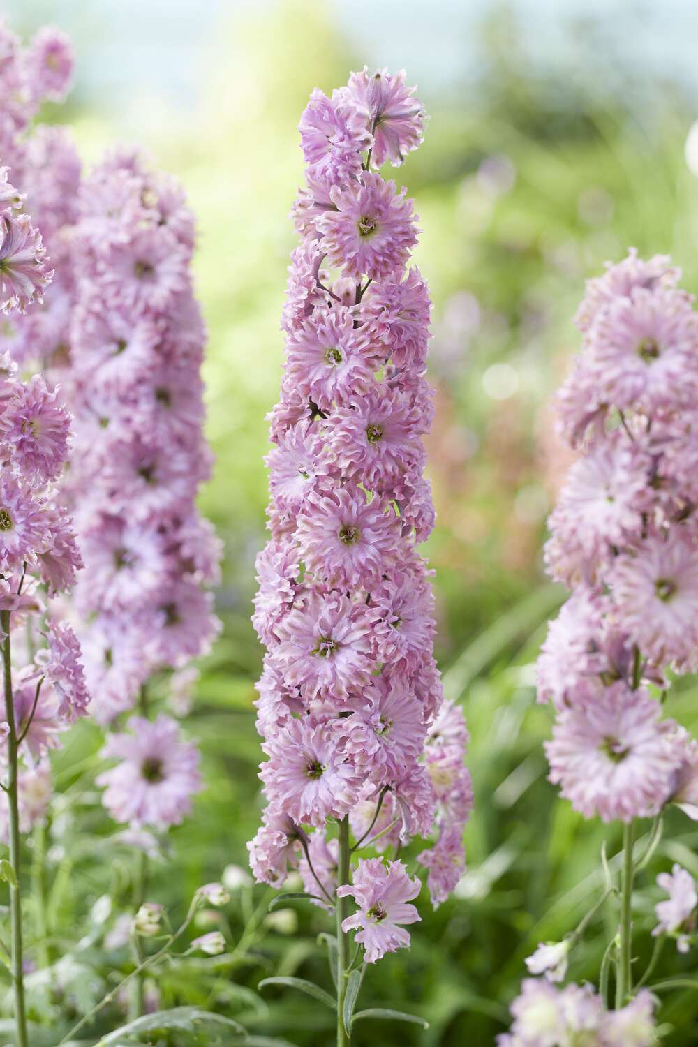 Riddarsporre 'Highlander Flamenco'